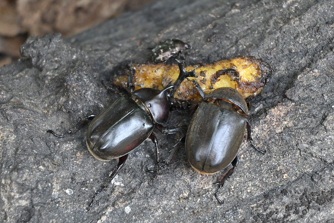 都心でも見つかる？ カブトムシ・クワガタ採集のポイントと親子で守り